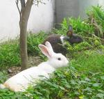 Bella The Disabled Bunny - American + Chinchilla Rabbit
