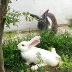 Bella The Disabled Bunny - American + Chinchilla Rabbit