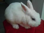 Netherland Dwarf Blue Eyed White - Netherland Dwarf Rabbit