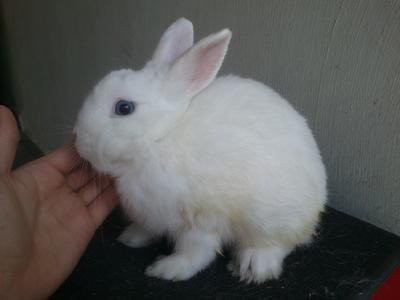 Netherland Dwarf Blue Eyed White - Netherland Dwarf Rabbit