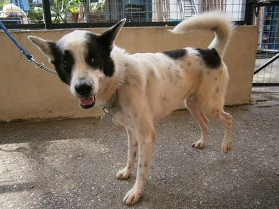 D15 (110109) - Mixed Breed Dog