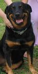 Laura - Rottweiler Dog