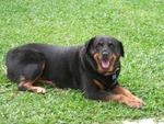 Laura - Rottweiler Dog