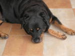 Laura - Rottweiler Dog