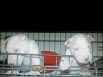 Mini Bull Puppies - Bull Terrier Dog