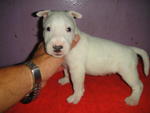 Mini Bull Puppies - Bull Terrier Dog