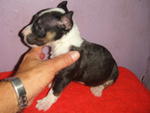 Mini Bull Puppies - Bull Terrier Dog