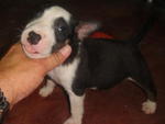 Mini Bull Puppies - Bull Terrier Dog