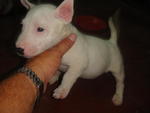 Mini Bull Puppies - Bull Terrier Dog