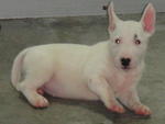 Mini Bull Puppies - Bull Terrier Dog