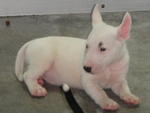 Mini Bull Puppies - Bull Terrier Dog