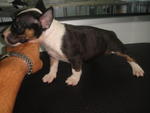 Mini Bull Puppies - Bull Terrier Dog