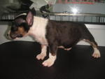 Mini Bull Puppies - Bull Terrier Dog