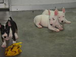 Mini Bull Puppies - Bull Terrier Dog