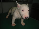 Mini Bull Puppies - Bull Terrier Dog