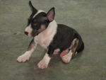 Mini Bull Puppies - Bull Terrier Dog