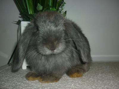 Rabbit Holland Lop Blue - Holland Lop Rabbit