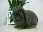 Rabbit Holland Lop Blue - Holland Lop Rabbit