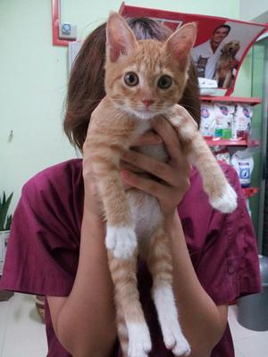 Leopard &amp; Et - Domestic Short Hair + Siamese Cat