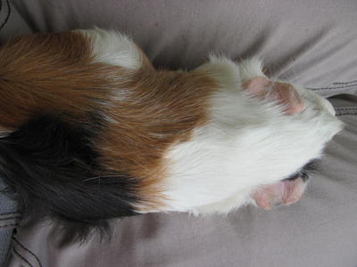 Milk - Guinea Pig Small & Furry