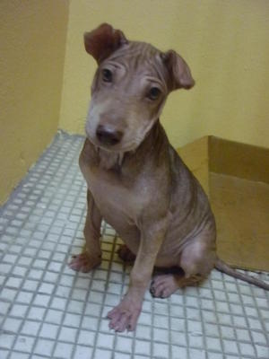 Shar Pei - Shar Pei Mix Dog