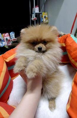 Pomeranian Puppy Sold - 8 Years 4 Months, Orange Pomeranian Teacup Size