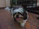 Lu Lu - Shih Tzu Dog