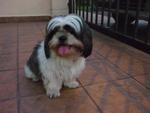 Lu Lu - Shih Tzu Dog