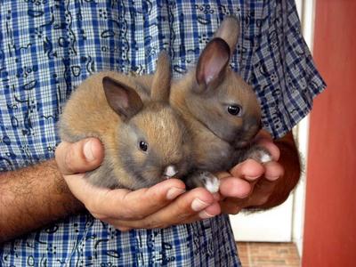 Dwarf Baby Rabbits - Dwarf Rabbit