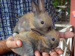 Dwarf Baby Rabbits - Dwarf Rabbit