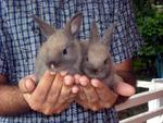 Dwarf Baby Rabbits - Dwarf Rabbit