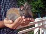 Dwarf Baby Rabbits - Dwarf Rabbit