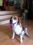 Unknown - Beagle Dog