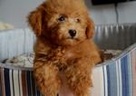 Toy Poodle - Brown Teddy Bear Look - Poodle Dog