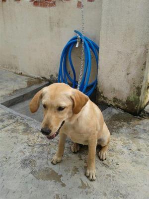 Angel - Labrador Retriever Mix Dog