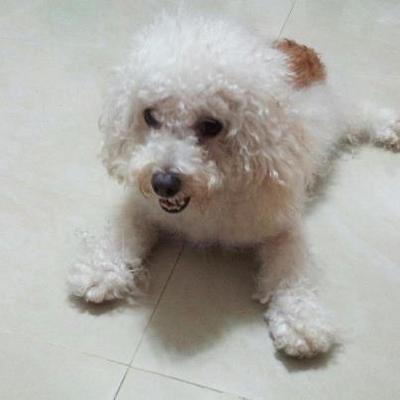 Unknown - Poodle Dog