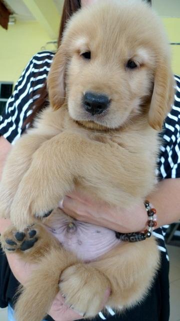 Golden Retriever Puppies Sold - 12 Years 2 Months, Golden Retriever ...