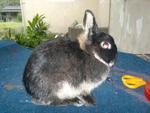 Netherland Dwarf Black Otter Doe - Netherland Dwarf Rabbit