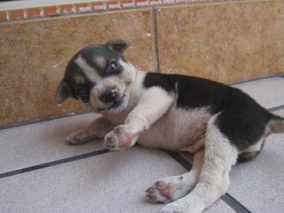 Panda - Collie Mix Dog