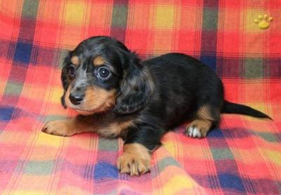 Dachshund  - Dachshund Dog