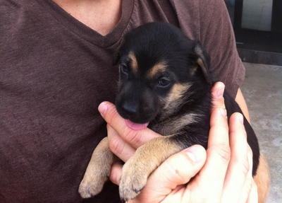 Eyes Just Opened!  - Mixed Breed Dog