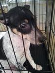 Patches - Mixed Breed Dog