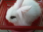 Lion Head Mix Ea For Sale - Angora Rabbit + Lionhead Rabbit