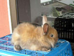 Teddy Bear Mix Rabbit - Lionhead + Dwarf Rabbit