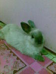 Siamese Smoke Pearl Nd Rabbit - Netherland Dwarf Rabbit