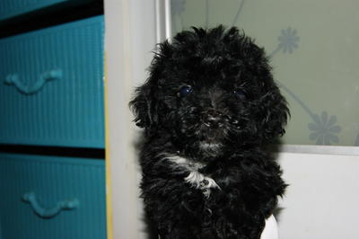 Black Tiny Toy Poodle Rm550 - Poodle Dog