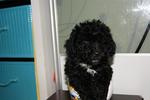 Black Tiny Toy Poodle Rm550 - Poodle Dog