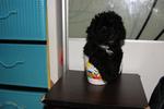 Black Tiny Toy Poodle Rm550 - Poodle Dog