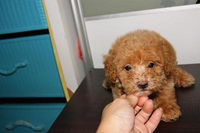 Red Tiny Toy Poodle Rm650 - Poodle Dog