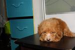 Red Tiny Toy Poodle Rm650 - Poodle Dog